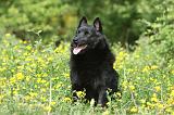 SCHIPPERKE 576